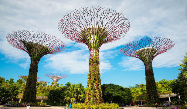 Captivating snapshot: Gardens By The Bay's beauty frozen in time, a testament to nature's artistry and human wonder.
